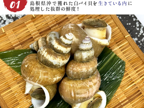 【夏の風物詩】白バイ貝すぐに食べれる刺身の4個セット。島根県沖で獲れた新鮮な白バイ貝を解凍だけの簡単調理。