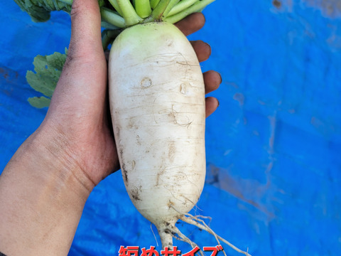 自然栽培認証ミニ大根2キロ