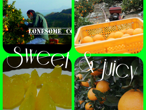 せとうちの島育ち！ えひめ中島いよかん 10kg