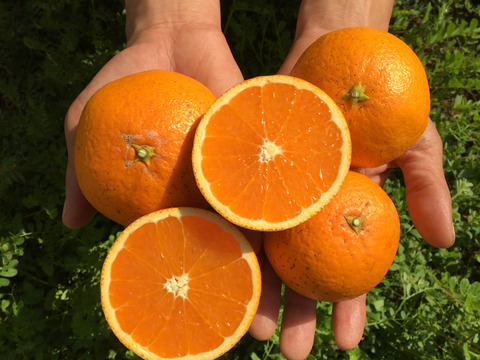 果汁たっぷり！【自然栽培の清見オレンジ】　3kg（箱込）和歌山県産