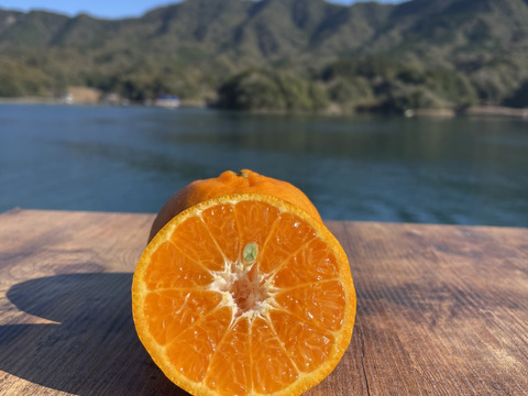 ポンカン&スイートスプリング　栽培期間中農薬不使用 柑橘セット　箱込み1kg　【柑橘食べ比べ】