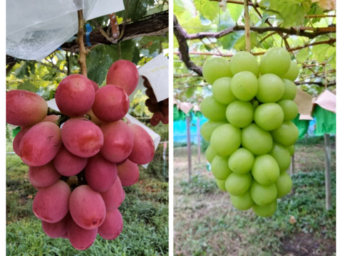 2025年9月上旬頃より収穫予定】 山梨県産 大人気シャイン