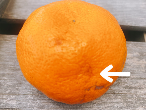 【青島みかん】「快速ブサ皮くん」5㎏