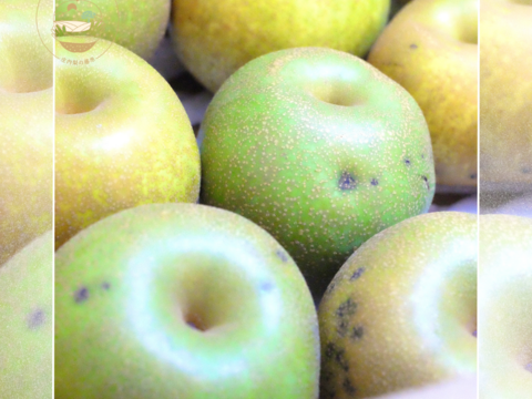 【幸水3kg箱いっぱい】【家づかい用】甘さダントツ一番！太陽の恵みいっぱい！庄内甘熟梨