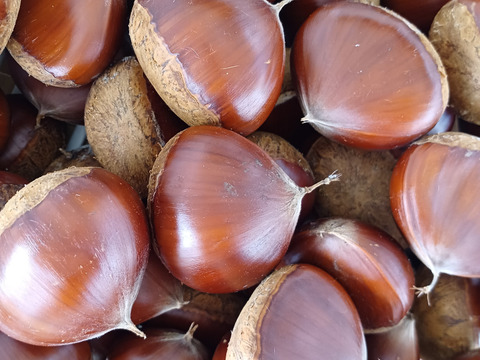 わりと大きな自然栽培の栗1.5キロ６０サイズクール便⭐オマケ付き⭐️⭐️⭐️⭐️⭐️