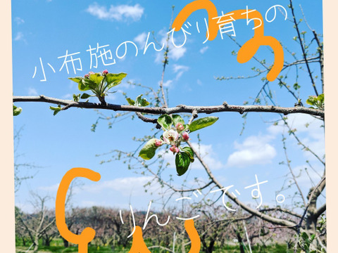 【冬ギフト】甘み濃厚！秋の信州りんご「秋映」りんごのジュース３本セット