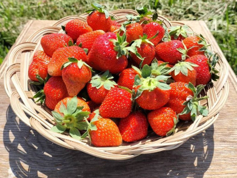 とれたて　いちご　1kg【栽培期間中農薬化学肥料不使用】