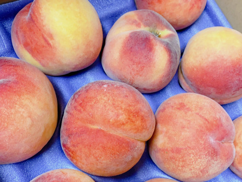 【2024年産】ワッサー 訳あり 約2.8kg(5-15玉)  硬めの食感が大人気！酸味の効いた長野生まれの桃です#NPW0B028
