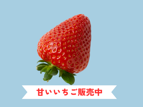 今だけ即出荷🍓イチゴ🍓家庭用🍓福岡県産🍓空中で真っ赤に実る