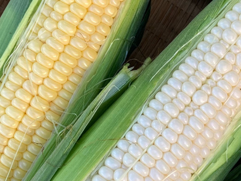 とどっちから食べる⁈生でもOK!!フルーツみたいなとうもろこし《味来》と白いとうもろこし《ピュアホワイト》