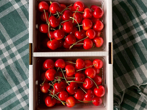 やまがた紅王🍒さくらんぼ新品種！パックバラ500g2Lサイズ：山形県産の
