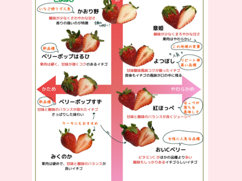【4品種食べ比べ】園長おまかせ！ジュワっ～とおいしい「甘熟のんほいイチゴ」（1箱4パック入り1000g）【いちご食べ比べ】
