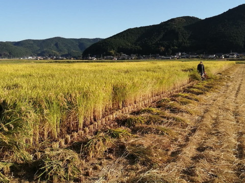 リピーターのろざん、、野菜セット 追加分、奈良県産 令和7年度産新米】 お米5kg＋お野菜セット（上白米）：愛媛