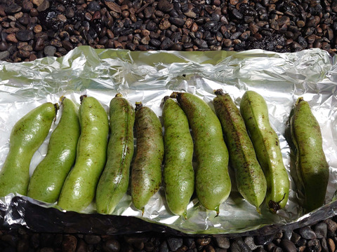 【規格外】新鮮！そら豆(家庭用・さや付き２Kg）千倉一寸