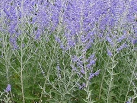 2個セット ロシアンセージ （ペロフスキア） タイガ ハーブ苗 宿根草 多年草