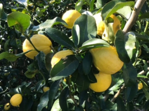 【送料相当分値引き中♪】【訳あり】【賞味期限間近】「璃の香」果汁200ml　レモン果汁無添加ストレート100％  3本セット