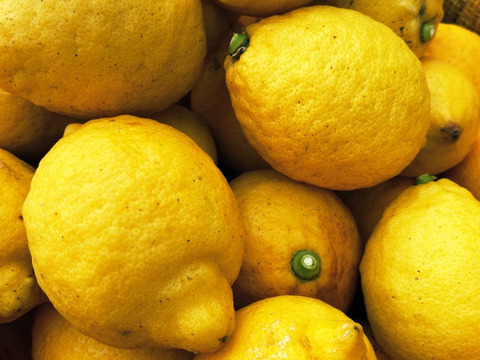 The citrus【LEMON】熱海レモン 約1kg