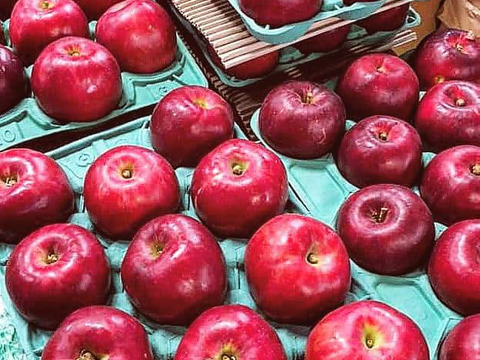 【完売】紅玉 お菓子作りの定番りんご 4.5kg (14～26個)