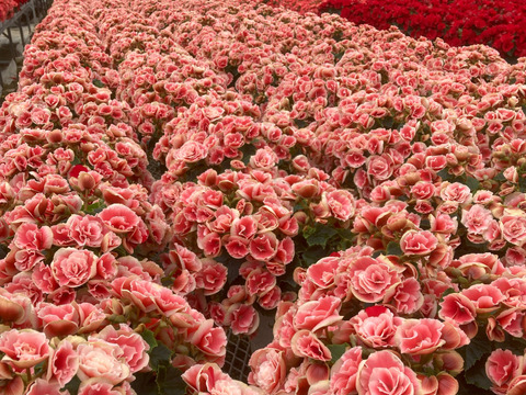 【多くの受賞歴】人気品種のミドルサイズ。覆輪の花の魅力がお手軽に楽しめます。エラチオールベゴニア【ボリアス】4.5寸