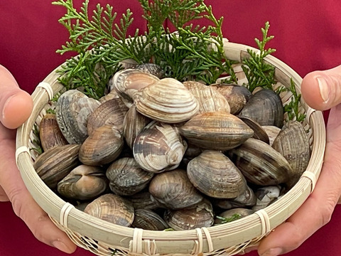 完全国産活あさり【さりひめ】1kg