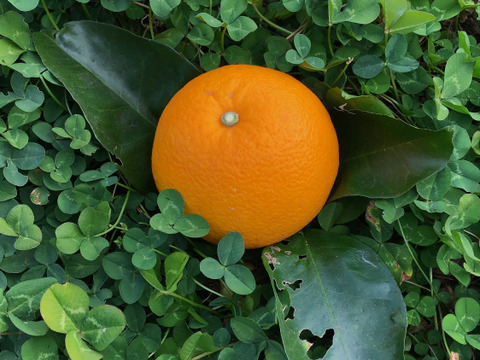 【爽やかな味わい】農薬不使用　赤い八朔です紅八朔　2キロ