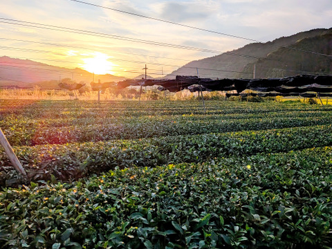 【2025年 新茶】 京都・舞鶴のお茶 高級玉露 80g プレゼント ギフトにも