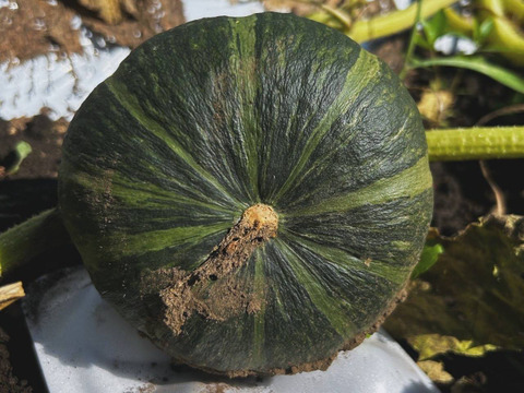 【秋の収穫祭 ハロウィン企画 数量限定】有機JAS 南阿蘇産さつまいもハロウィンスイート（3kg） x 坊ちゃんかぼちゃ（500g以上 x 2個）