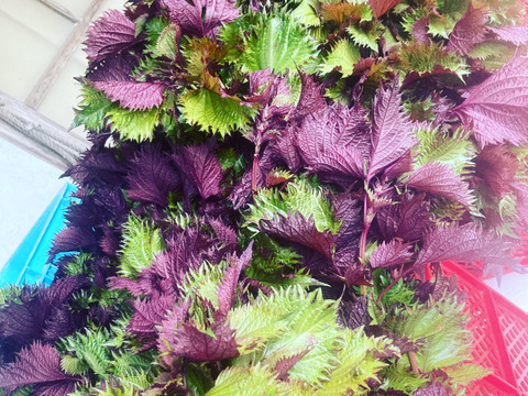 【珍品種】芳香裏紫蘇　10kg