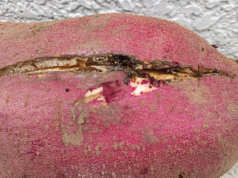 【訳アリ】さつまいも10kg！紅はるか・S～3Lサイズ詰め合わせ