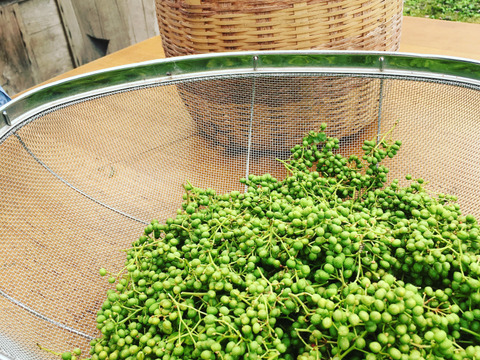 【予約商品】清々しい香り！実山椒300g  （かやぶきの里・
京都・美山産 栽培期間中農薬不使用）