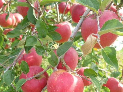 りんご アニーエリザベス (A品2㎏)