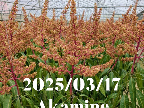 マンゴーの王道！『アーウィン』1.0kg秀品