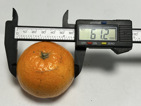 完熟タンカン　ご家庭用（5kg）