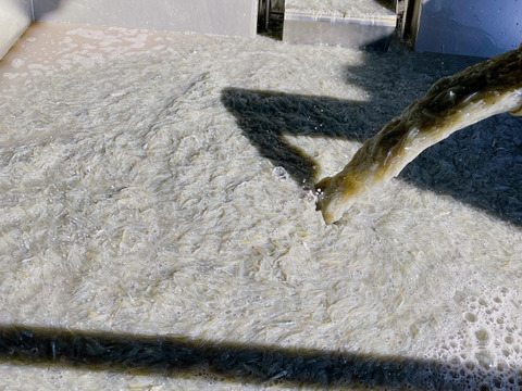 獲れたてピチピチ！茹でたてプリプリ！
大正の無添加釜揚げしらす1キロ