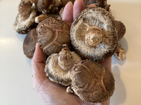 【人気品種115/山のアワビ】原木生しいたけ 約900g 原木椎茸