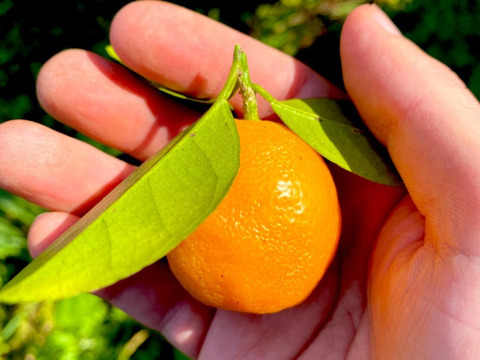 The citrus【not KINKAN but KINKAN】金柑 500g