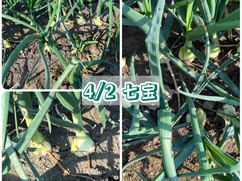 【5/7まで！】シャキ甘「七宝」と加熱でトロける「ボルト」食べ比べ5kg（サイズ混合）