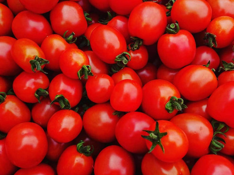 【本当に美味しい🍅】自然栽培！味の濃い中玉トマトとミニトマトのセット