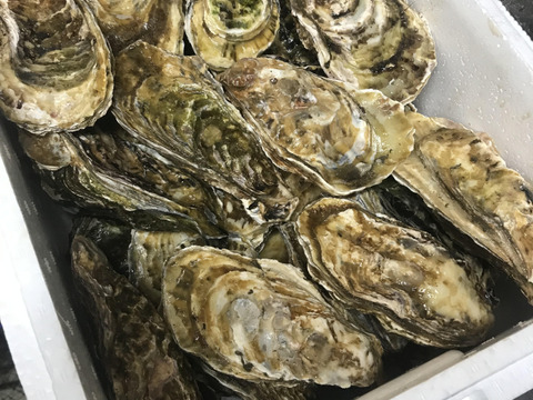 【お試し数量】【生牡蠣】【生食用】三重県産 殻付き 浦村かき 10個セット（約1.1kg前後）（1～2人前）
生牡蠣 牡蠣 カキ かき 貝類 海鮮 BBQ お歳暮 熨斗対応　海のミルク【冬ギフト】