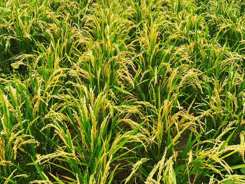 米アレルギー、アトピーに優しい
自然栽培ゆきひかり玄米5キロ