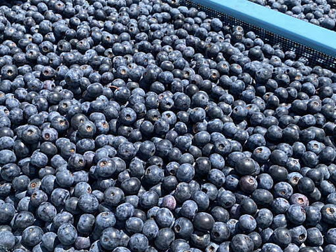 朝摘み　ブルーベリー　ラビットアイ系　６００ｇ（３００ｇｘ2ｐ）《生食・ジャム・スムージーに》　農薬不使用　【橋本ふるさと便】