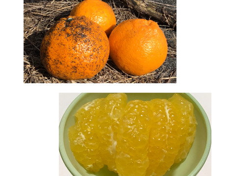 【数量ごく僅か】訳あり伊予柑500g&フレッシュ絶品八朔2キロ【農薬不使用】