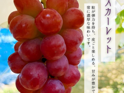 <おすすめギフト>彩りあざやかな紅ぶどう3種セット