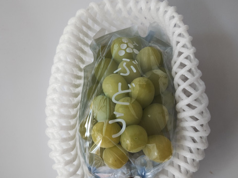 樹上完熟シャインマスカット【種無】　二房　【極農薬節約】約1kg