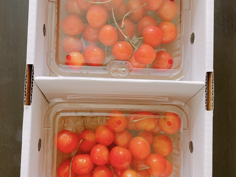 【チルド便】朝採れ 甘い さくらんぼ 旬  佐藤錦  紅秀峰 秋田県産 サクランボ  400g〜  贈答 三関 パック 家庭用 お中元・ギフトに さくらんぼ 家庭用 即日発送