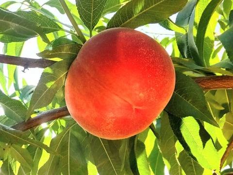 まどか3kg【自宅用】訳あり品🍑数量限定🍑【朝どれ】直送🍑朝採り🍑硬い桃🍑糖度高め酸味少なめ大玉品種🍑パリパリ硬めでジューシー甘い🍑8月上旬頃～収穫予定🍑お得🍑中晩生種🍑