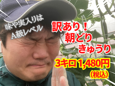 【味や実入りはA級品】きゅうり社長の朝どれ新鮮きゅうり！埼玉本庄産／不揃い訳あり／常温配送3㎏（15〜20本）