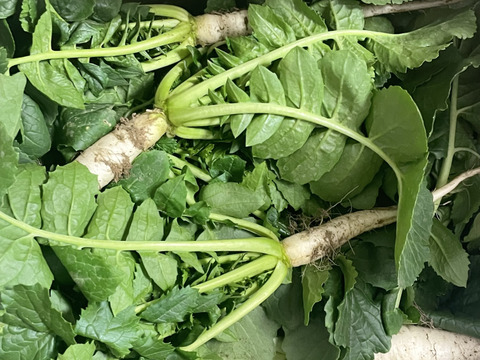 採れたての農薬不使用の大根葉を1キロをお届け