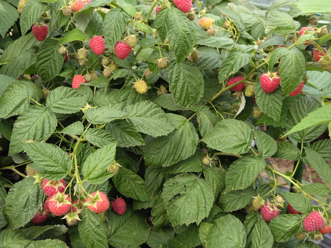 長野県産真空パック入り冷凍ラズベリー2㎏