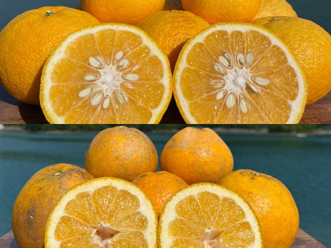 期間限定 数量限定 箱込み4kg 紅河内晩柑&甘夏 栽培期間中に農薬、化学肥料不使用 果物